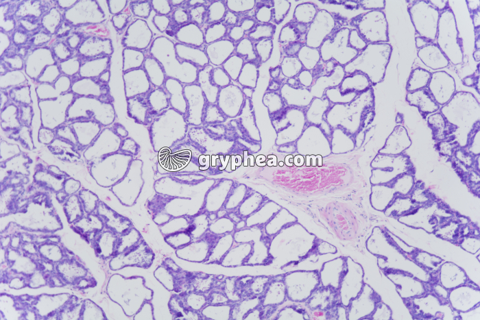 Glande mammaire en activité x25 - gryphea.com